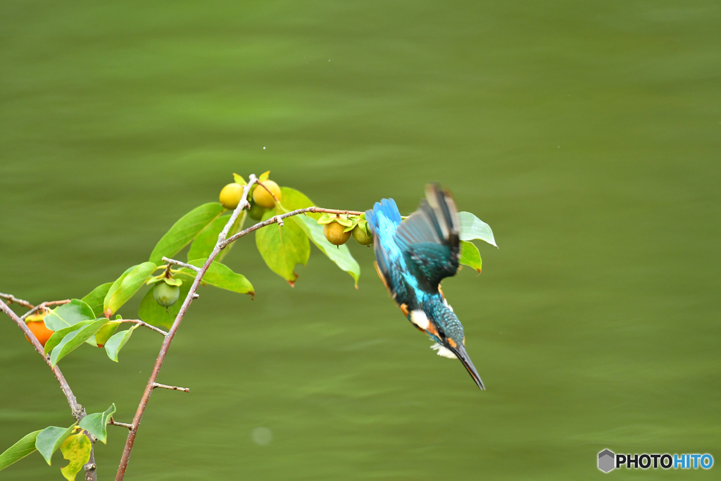 マメガキとカワセミ