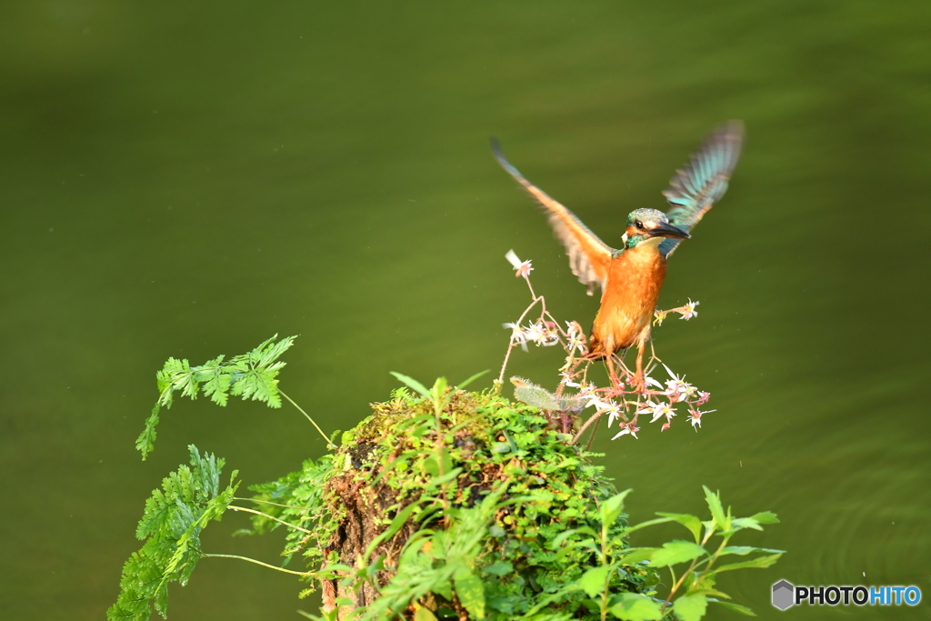 ユキノシタとカワセミ