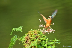 ユキノシタとカワセミ