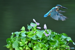 ホテイアオイとカワセミ