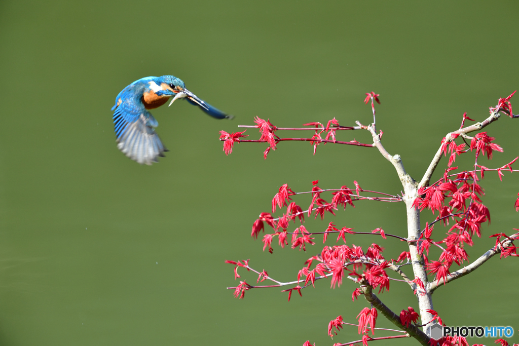 紅葉とカワセミ
