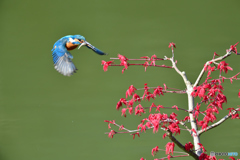 紅葉とカワセミ