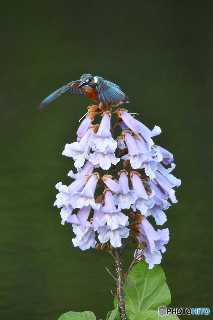 キリの花とカワセミ