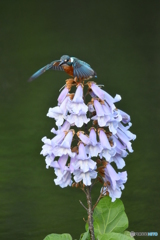 キリの花とカワセミ