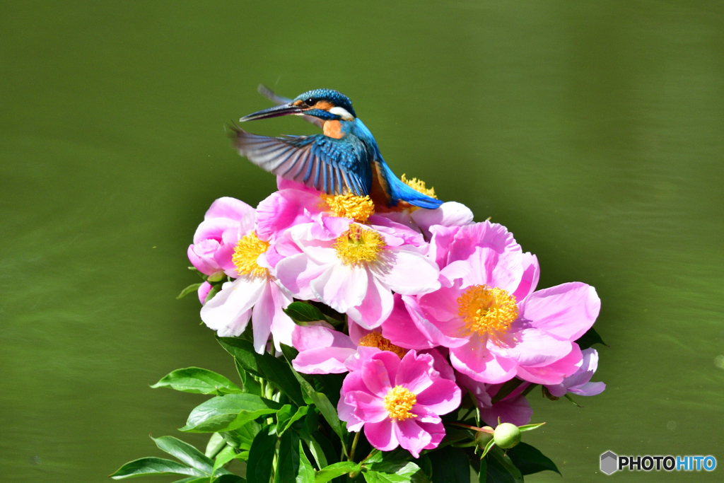 シャクヤクとカワセミ