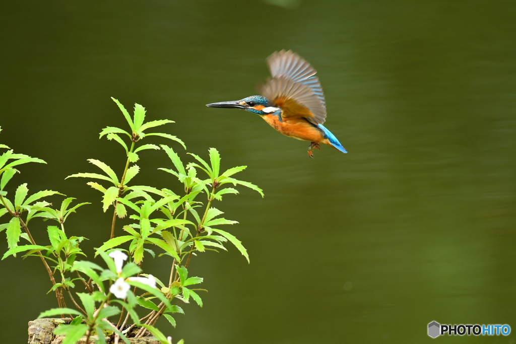 シシンランとカワセミ