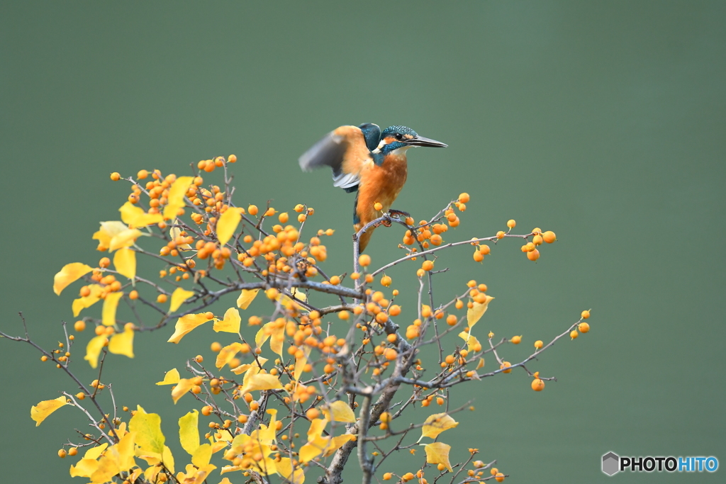 ツルウメモドキとカワセミ