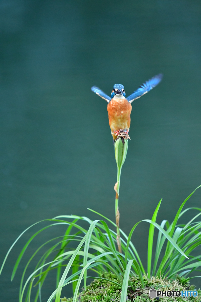 春蘭の実とカワセミ