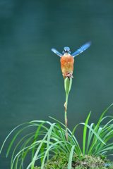 春蘭の実とカワセミ