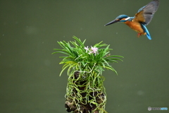 富貴蘭とカワセミ