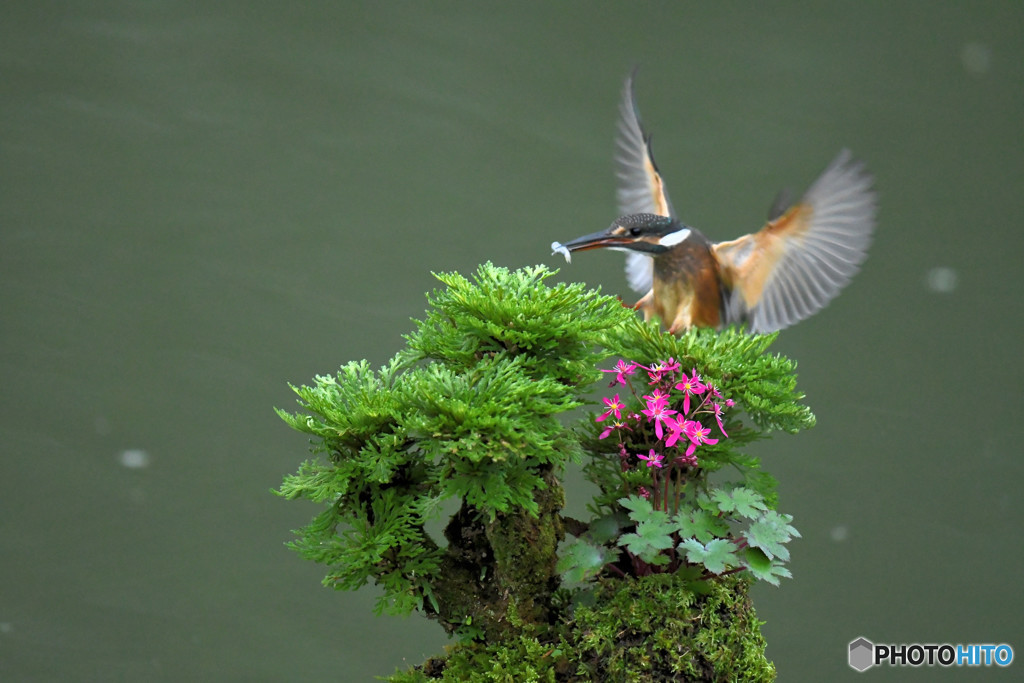 岩松とカワセミ