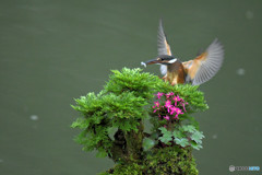 岩松とカワセミ