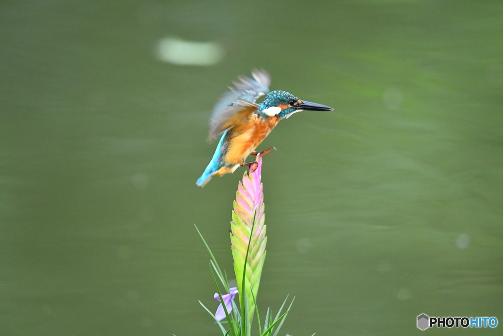 チランドシアとカワセミ