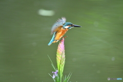 チランドシアとカワセミ