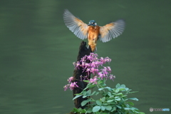 大文字草とカワセミ