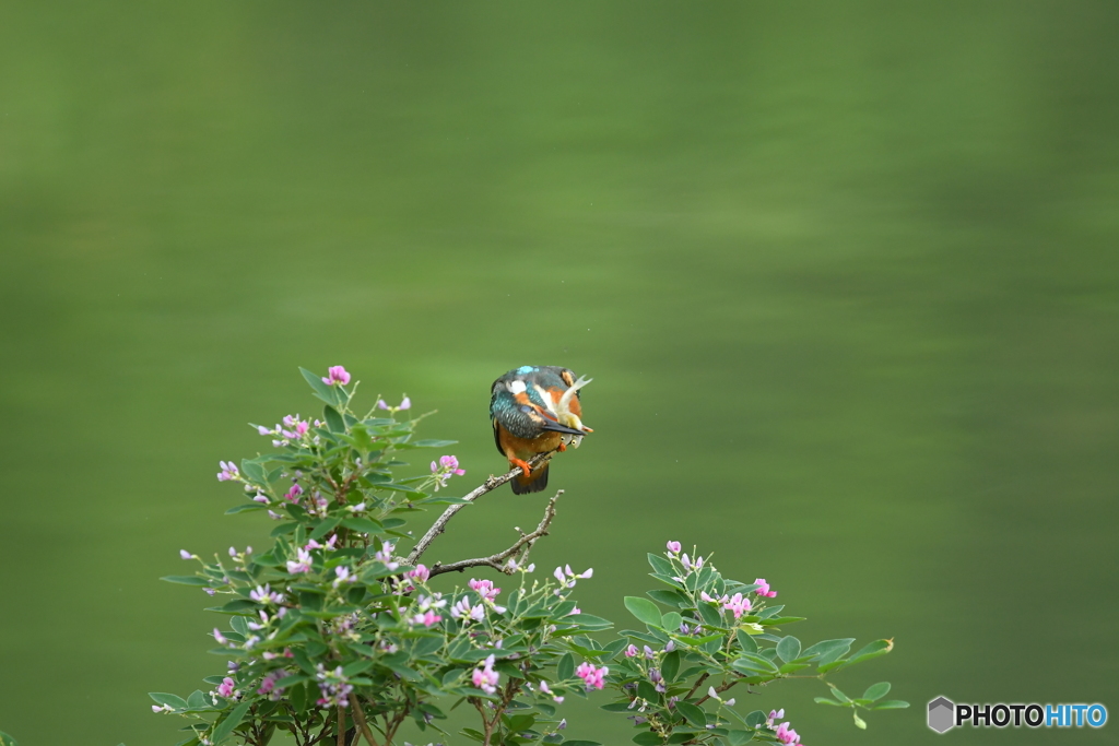 キハギとカワセミ