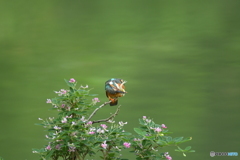 キハギとカワセミ