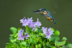 ホテイアオイとカワセミ