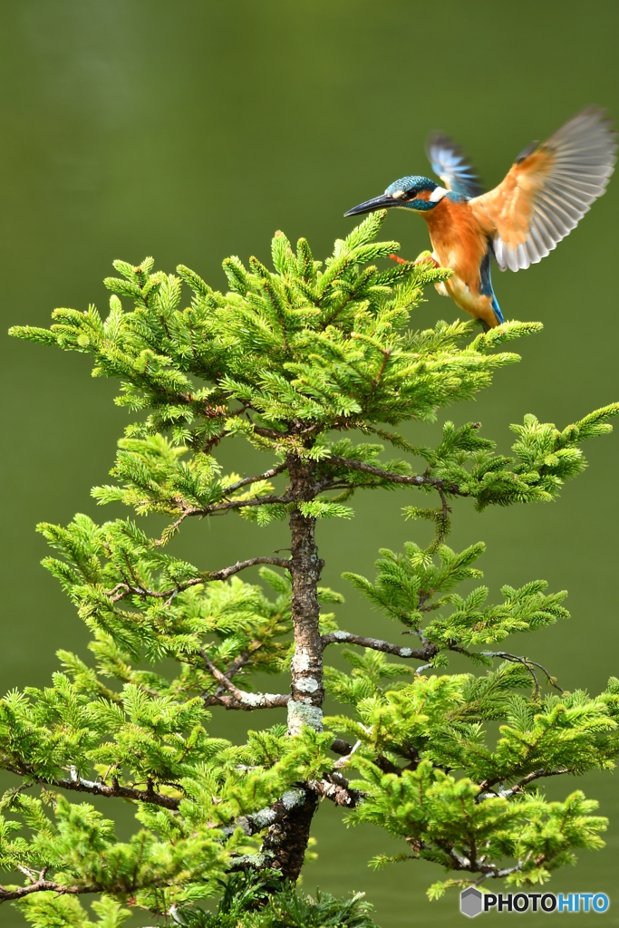 エゾマツとカワセミ