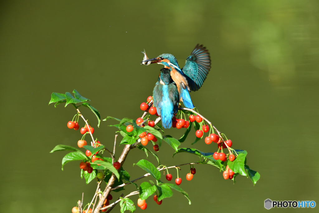サクランボとカワセミ