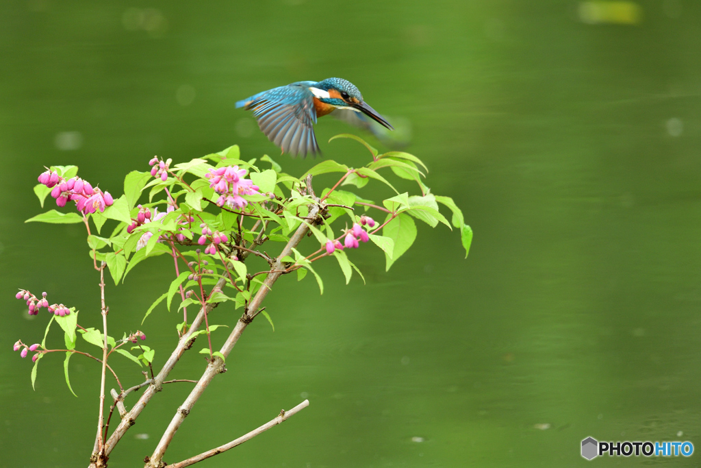 紅ウツギとカワセミ