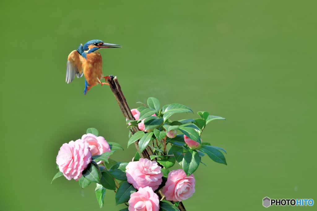 ツバキとカワセミ