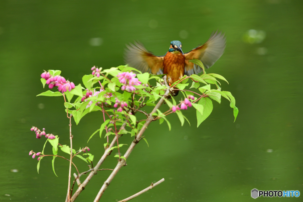 紅ウツギとカワセミ