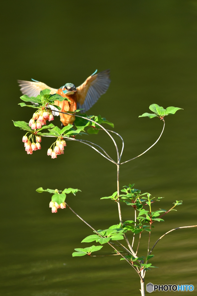 更紗ドウタンツツジとカワセミ
