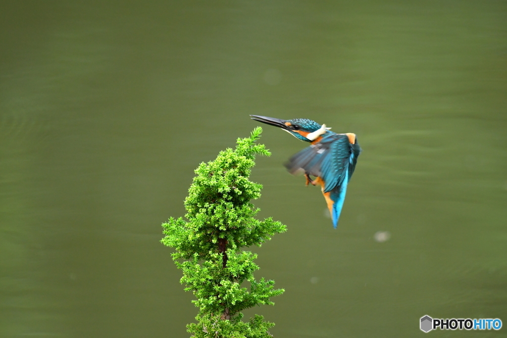 スギとカワセミ
