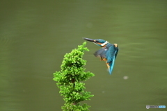 スギとカワセミ