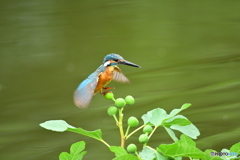 イチジクとカワセミ
