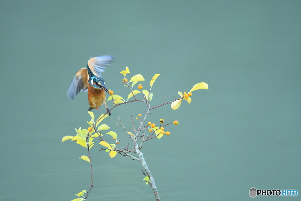 ツルウメモドキとカワセミ