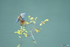 ツルウメモドキとカワセミ