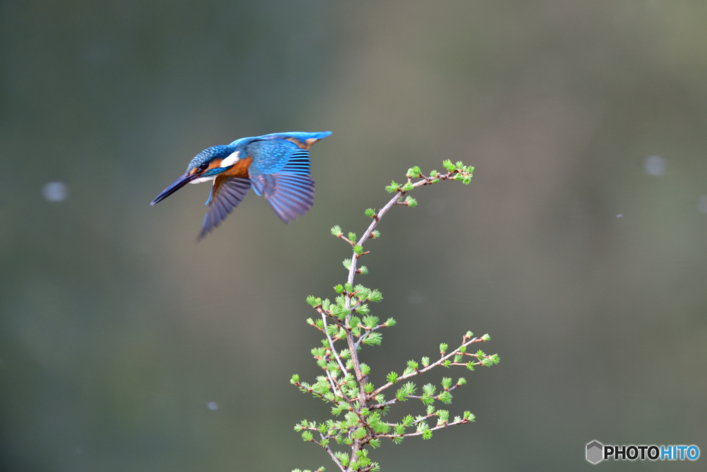 カラマツとカワセミ