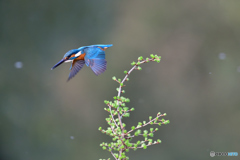 カラマツとカワセミ