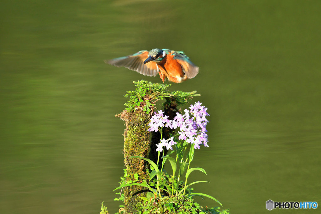 ウチョウランとカワセミ