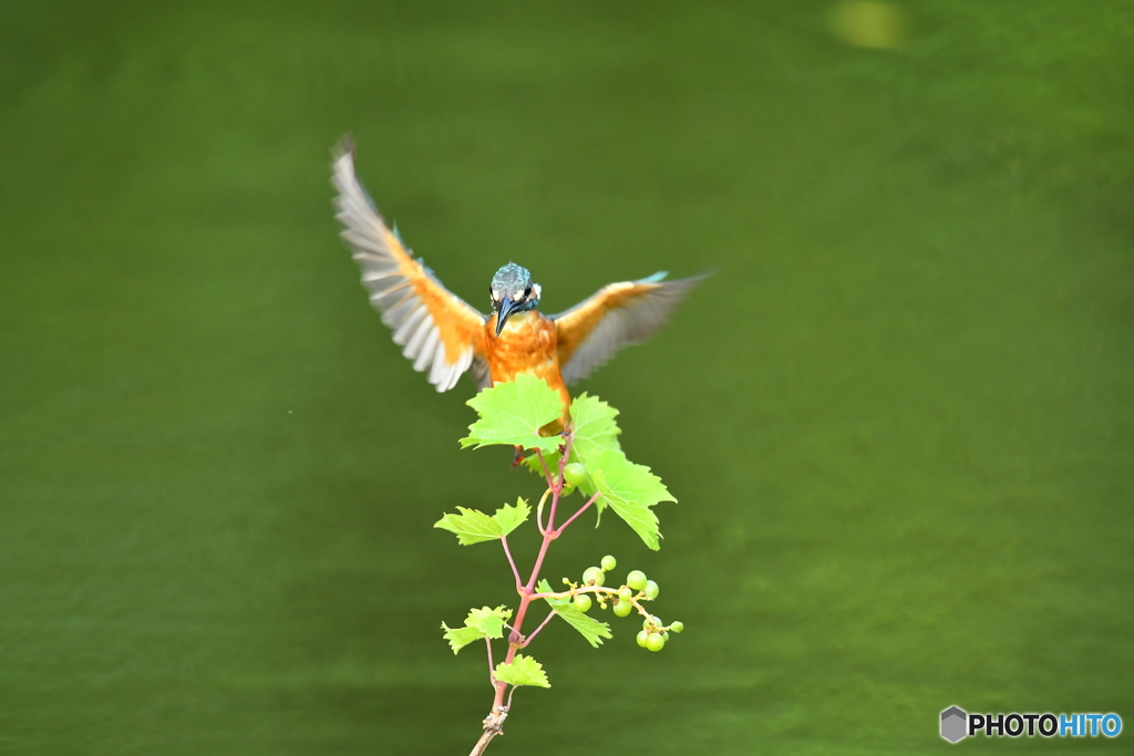 山ブドウとカワセミ