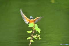 山ブドウとカワセミ
