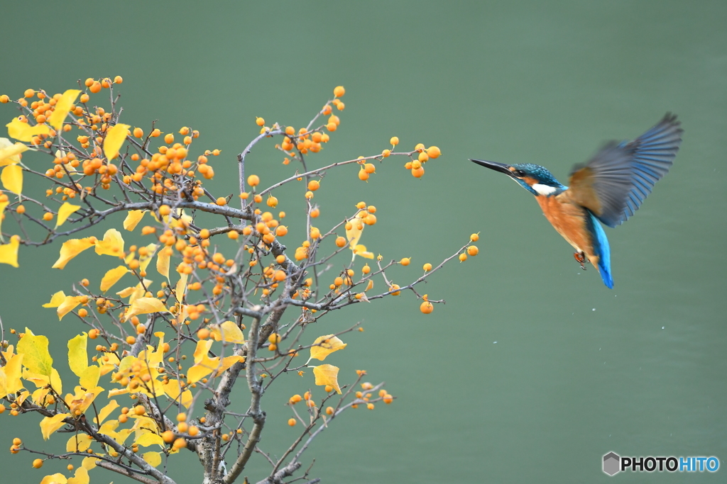 ツルウメモドキとカワセミ