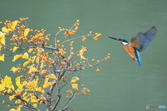 ツルウメモドキとカワセミ