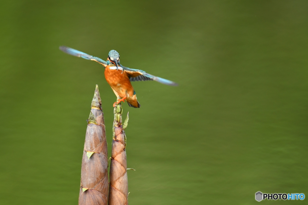 淡竹とカワセミ