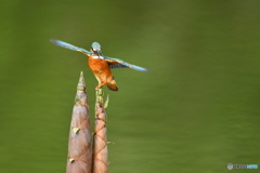 淡竹とカワセミ