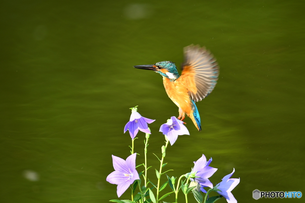 桔梗とカワセミ