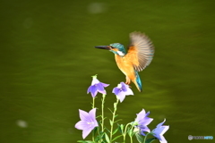 桔梗とカワセミ