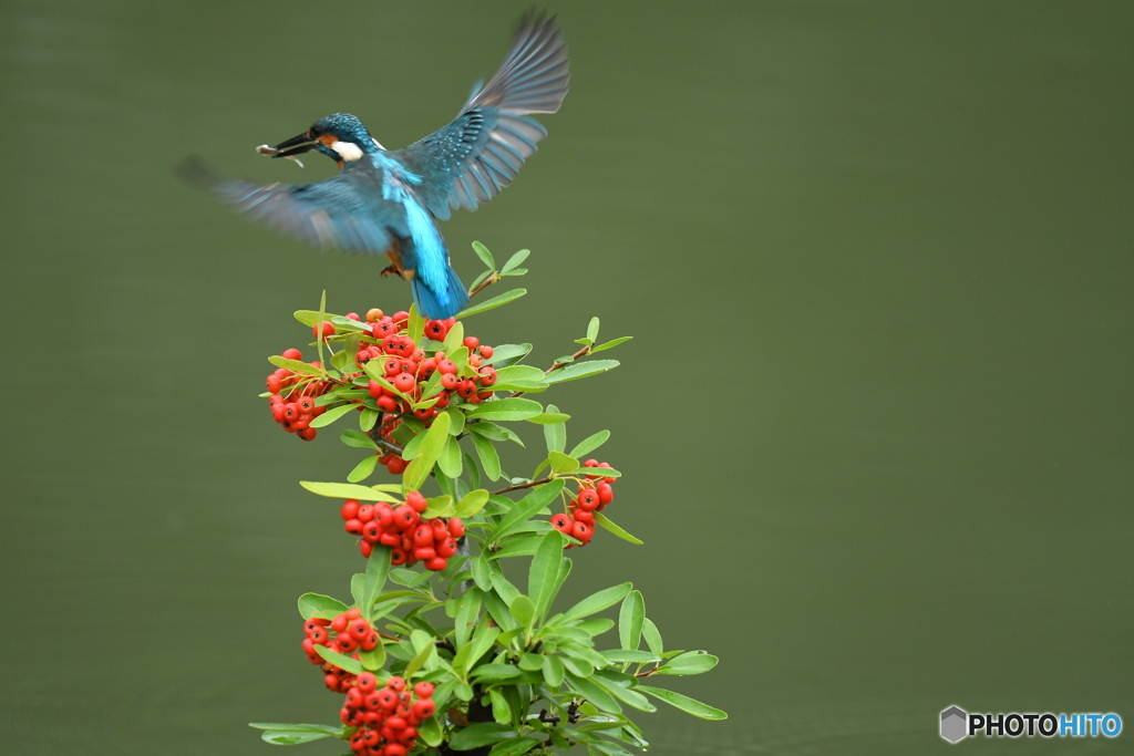 ピラカンサとカワセミ