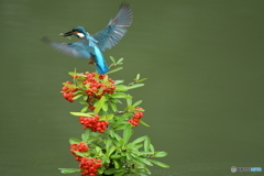 ピラカンサとカワセミ