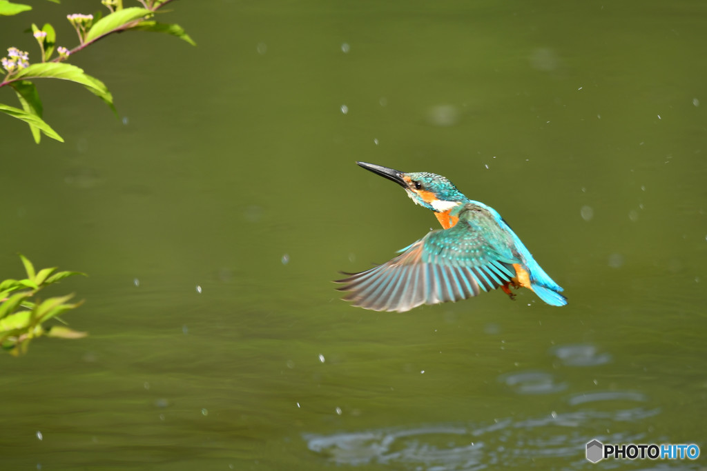 紫式部とカワセミ