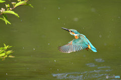 紫式部とカワセミ