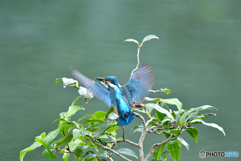 お茶の木とカワセミ