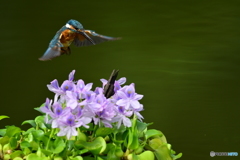 ホテイアオイとカワセミ